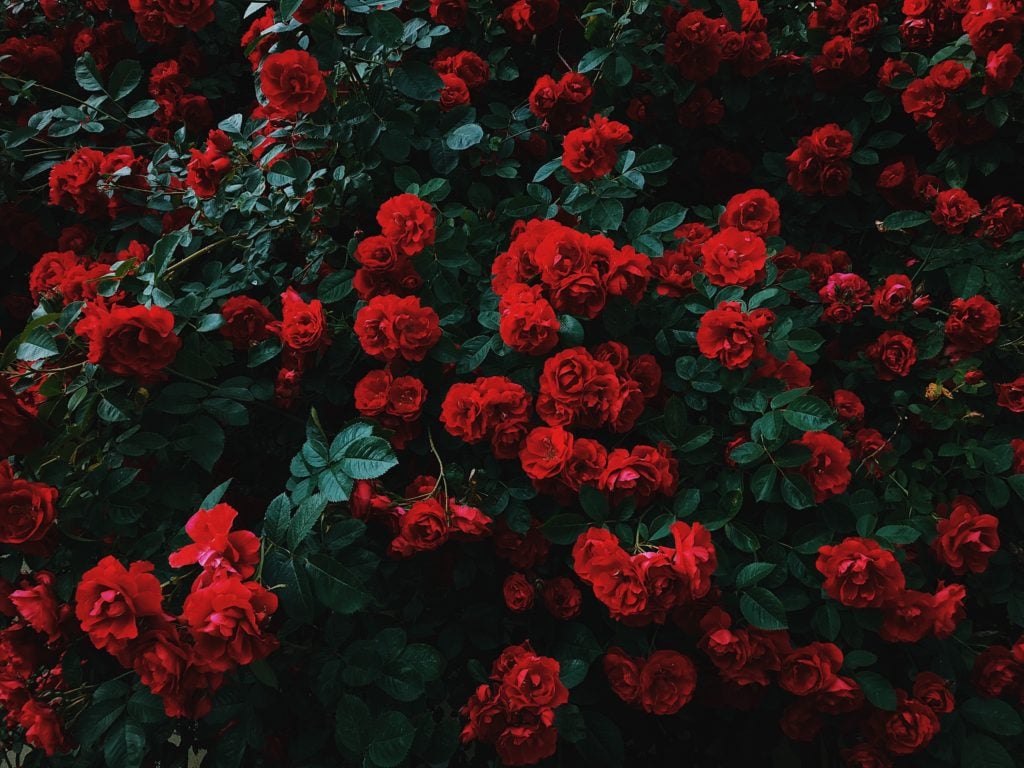 How to make life fun?<br />
Stop and smell the roses. </p>
<p>Photo by Nikita Tikhomirov on Unsplash
